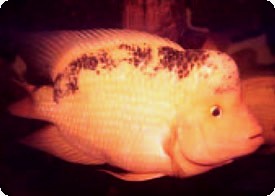 RED DEVIL CICHLID 2 inch